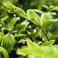 15 Variegated SOLOMONS SEAL Polygonatum Biflorum Canaliculatum Flower Seeds