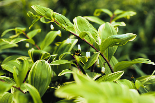 15 Variegated SOLOMONS SEAL Polygonatum Biflorum Canaliculatum Flower Seeds