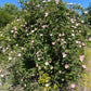 50 Thornless Pink DOG BRIER ROSE Bush Rosa Canina Inermis Victory Garden Fragrant Flower Seeds