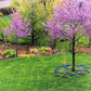 40 GIANT REDBUD TREE Cercis Gigantea Pink Purple Flower Seeds