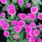250 VIOLET QUEEN ZINNIA Elegans Purple Double Dahlia Heirloom Flower Seeds