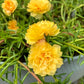 100 Yellow PORTULACA MOSS ROSE Portulaca Grandiflora Succulent Flower Seeds