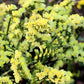 50 Pacific Mix STATICE (Sea Lavender) Mixed Colors  Limonium Sinuatum Flower Seeds