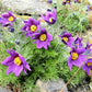 25 VIOLET ANEMONE Pulsatilla Vulgaris Purple PASQUE Flower Seeds