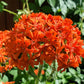 300 MALTESE CROSS Jerusalem Cross Lychnis Chalcedonica Campion Silene Flower Seeds