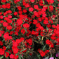 500 MIXED CHINESE PINKS China Rainbow Pink Dianthus Chinensis Bicolor Flower Seeds