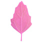 50 Organic RED AZTEC SPINACH Huauzontle Chenopodium Berlandieri Greens Vegetable Seeds