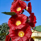 25 MAROON RED HOLLYHOCK Alcea Rosea Flower Seeds Perennial