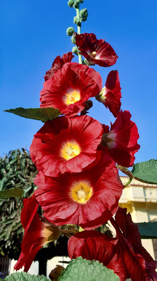 25 MAROON RED HOLLYHOCK Alcea Rosea Flower Seeds Perennial