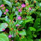 150 FAME FLOWER Jewels of Opar Talinum Paniculatum Portulaca Patens Fameflower Vegetable Leaf Seeds