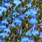 200 SKY BLUE LOBELIA Regatta Lobelia Erinus Flower Seeds