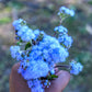 250 Dwarf BLUE BEDDER AGERATUM aka Floss Flower Ageratum Houstonianum Flower Seeds