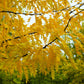 10 Thornless HONEYLOCUST Gleditsia Triacanthos Inermis Imperial Honey Locust Golden Yellow Tree Seeds