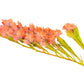 50 APRICOT BEAUTY STATICE Limonium Sinuatum Sea Lavender Flower Seeds