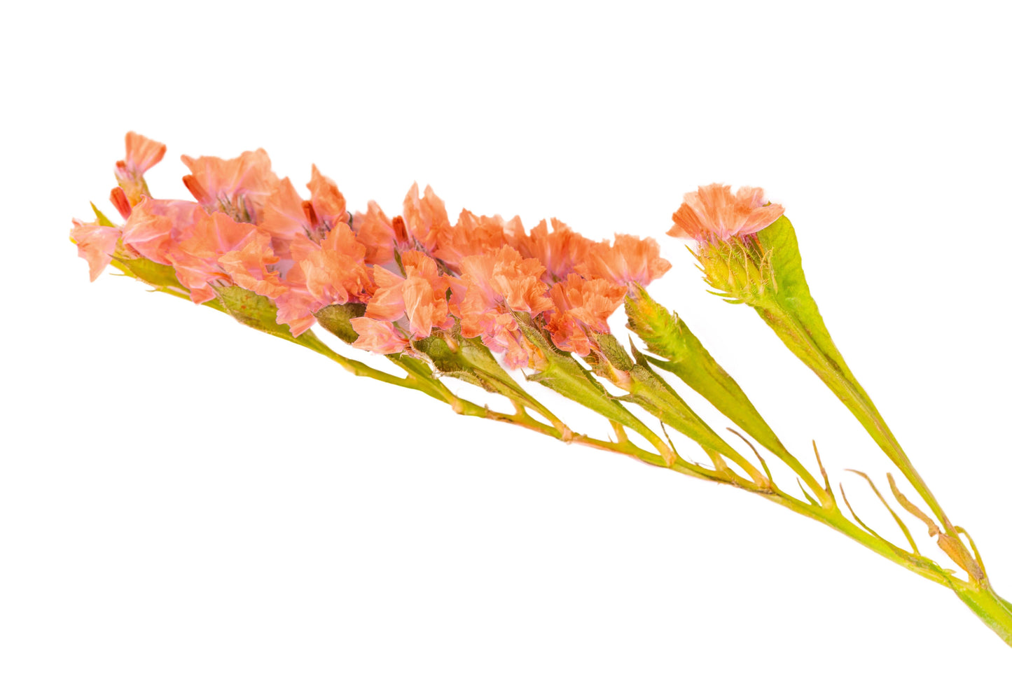 50 APRICOT BEAUTY STATICE Limonium Sinuatum Sea Lavender Flower Seeds