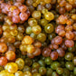 30 WINE GRAPE Vitis Viniferia Domestic Mixed Colors Fruit Vine Seeds
