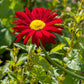 100 RED ROBINSONS DAISY Painted Chrysanthemum Coccineum Pyrethrum Flower Seeds