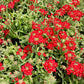 50 SCARLET VERBENA Red Nana Compacta Fragrant Flower Seeds