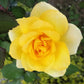 10 Yellow MANCHU ROSE Bush Rosa Xanthina Hummingbird Flower Seeds
