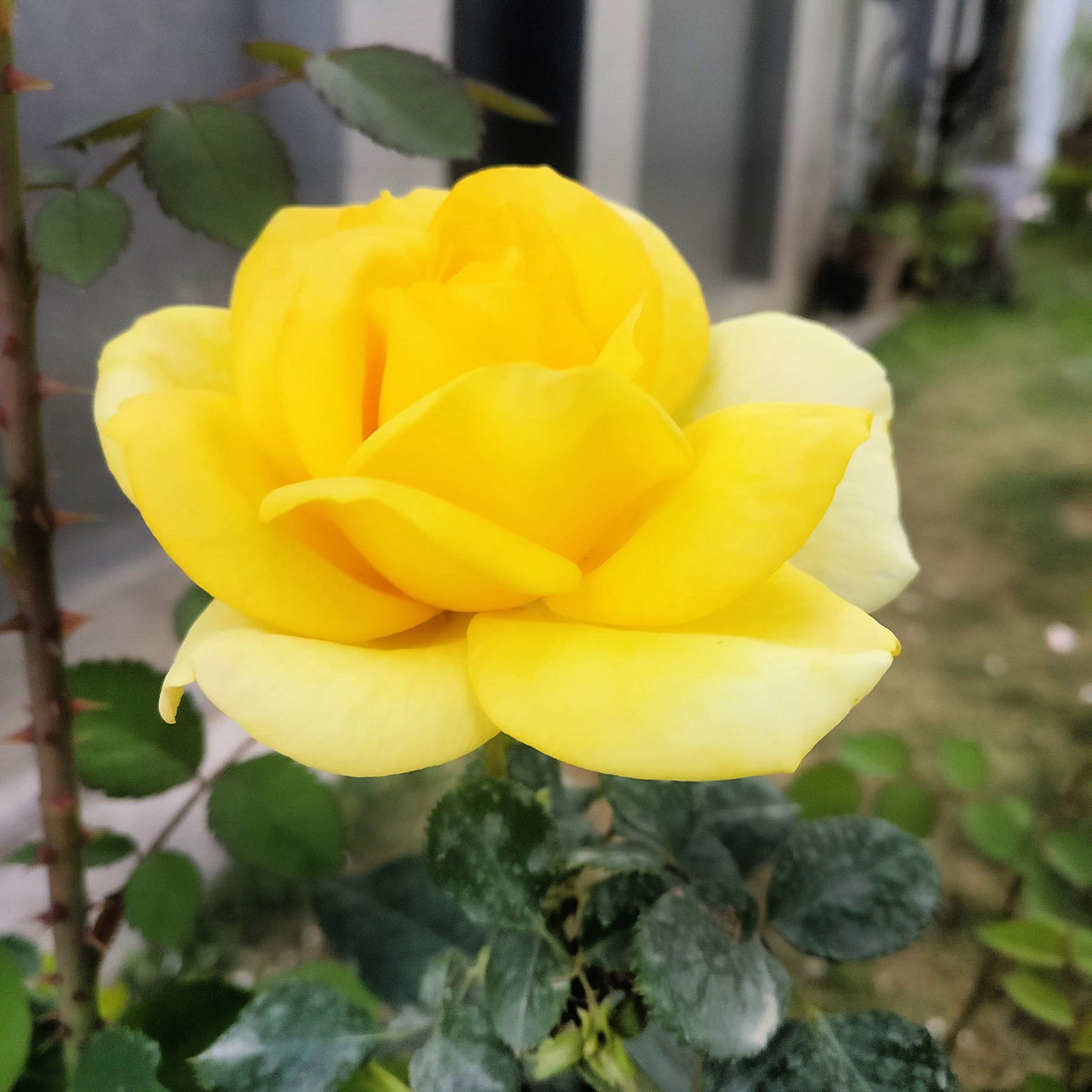 10 Yellow MANCHU ROSE Bush Rosa Xanthina Hummingbird Flower Seeds