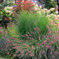 25 Dwarf Purple CHINESE FOUNTAIN GRASS Pennisetum Alopecuroides Hardy Ornamental Seeds