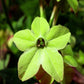 100 LIME GREEN NICOTIANA Alata Flowering Tobacco Seeds