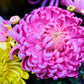 30 Duchess PINK PAEONY ASTER French Peony Callistephus Flower Seeds