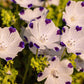 750 FIVE SPOT Nemophila Maculata White & Purple Flower Seeds