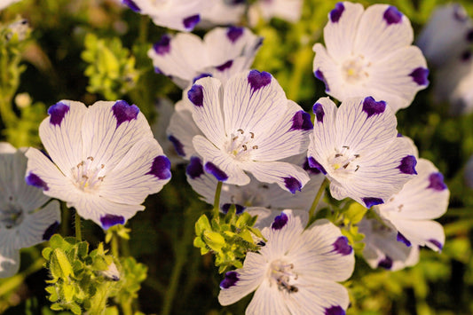 750 FIVE SPOT Nemophila Maculata White & Purple Flower Seeds