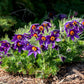 25 VIOLET ANEMONE Pulsatilla Vulgaris Purple PASQUE Flower Seeds