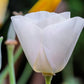 1000 MIXED Colors CALIFORNIA POPPY (Ballerina / Mission Bells) Eschscholzia Californica Flower Seeds