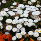 500 Dwarf WHITE ENGLISH DAISY Bellis Perennis Flower Seeds