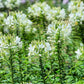 200 WHITE QUEEN CLEOME (Spider Flower) Cleome Hassleriana Cleome Spinosa Flower Seeds