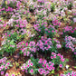 500 MIXED CHINESE PINKS China Rainbow Pink Dianthus Chinensis Bicolor Flower Seeds