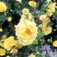 10 Yellow MANCHU ROSE Bush Rosa Xanthina Hummingbird Flower Seeds