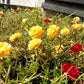 100 Yellow PORTULACA MOSS ROSE Portulaca Grandiflora Succulent Flower Seeds