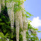 5 WHITE WISTERIA Floribunda Alba Ornamental Japanese Flower Vine Seeds