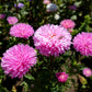 30 Duchess PINK PAEONY ASTER French Peony Callistephus Flower Seeds
