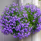 200 LILAC Purple LOBELIA REGATTA Lobelia Erinus Flower Seeds