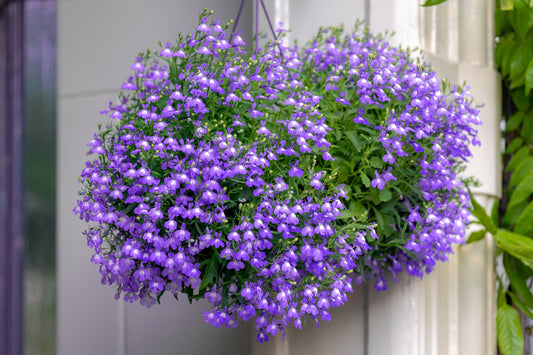 200 LILAC Purple LOBELIA REGATTA Lobelia Erinus Flower Seeds