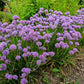 500 CHIVE Allium Schoenoprasum Vegetable Seeds