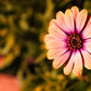 25 SALMON AFRICAN DAISY Dimorphotheca Sinuata Apricot Flower Seeds