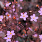 150 FAME FLOWER Jewels of Opar Talinum Paniculatum Portulaca Patens Fameflower Vegetable Leaf Seeds