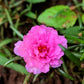 100 Pink PORTULACA Grandiflora / MOSS ROSE Flower Seeds