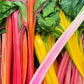 150 Mixed Colors NORTHERN LIGHTS  SWISS CHARD (Perpetual Spinach) Beta Vulgaris Cicla Vegetable Seeds