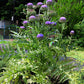 50 PURPLE ROMAGNA ARTICHOKE Italian Cynara Scolymus Flower Vegetable Seeds