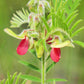 30 GOAT'S RUE Tephrosia Virginiana Cracca Flower Grass Legume Ground Cover Seeds