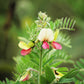 30 GOAT'S RUE Tephrosia Virginiana Cracca Flower Grass Legume Ground Cover Seeds