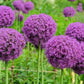 25 GIANT ALLIUM Allium Giganteum Purple Globe Flower Seeds