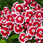 50 HOLBORN GLORY DIANTHUS Barbatus Red & White Sweet William Flower Seeds